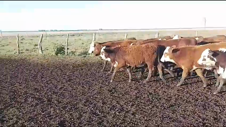 Lote 110 Terneros/as