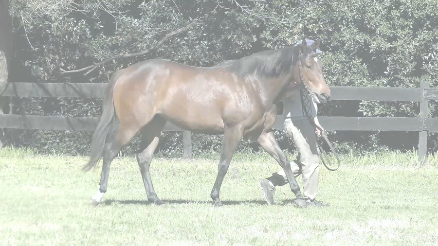 Lote VUNI TIME (ANNALS OF TIME -  VUNIPOLA)