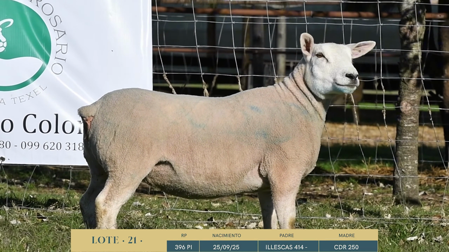 Lote Lote 21