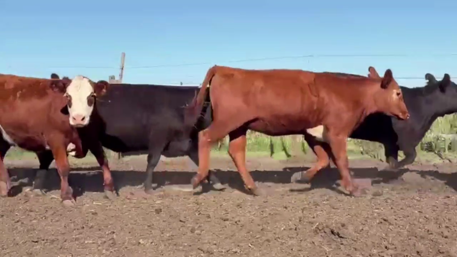 Lote 20 VAQUILLONAS, EN DAIREAUX, BS. AS.