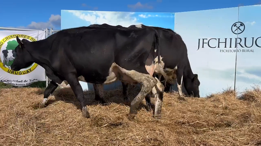 Lote VACAS PARIDAS CABAÑA MANGADO