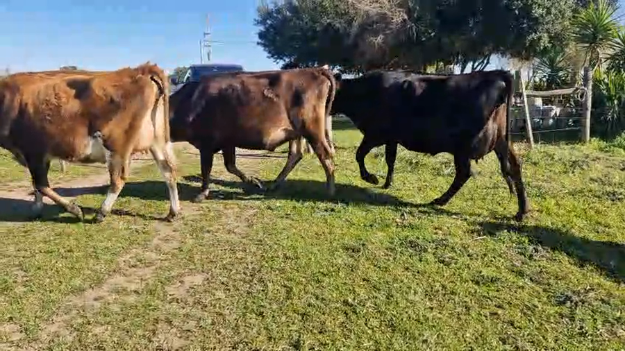 Lote 4 Vaquillonas  a remate en Pantalla Aniversario - Escritorio Camy 420kg - , San José