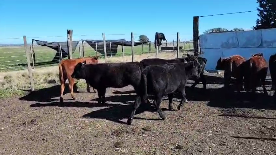 Lote 11 Terneros a remate en Pantalla Aniversario - Escritorio Camy, San José