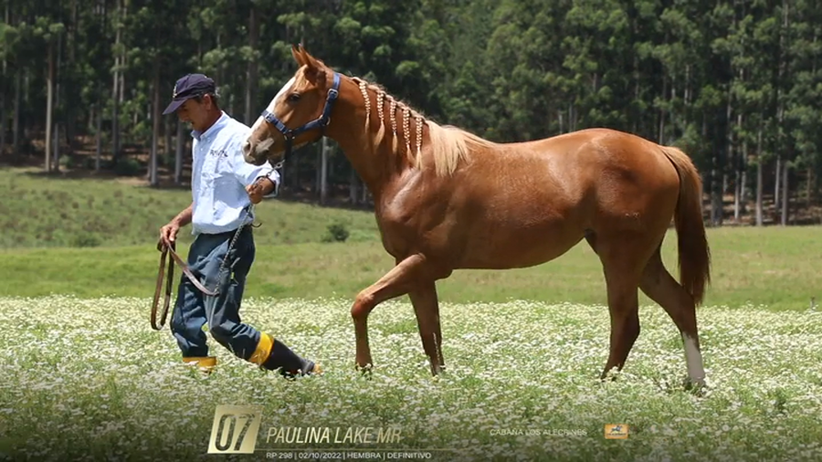 Lote Yeguarizos a remate en 6° Remate Especial de Velocidad, Montevideo