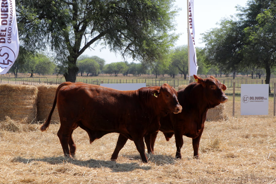 Lote TOROS