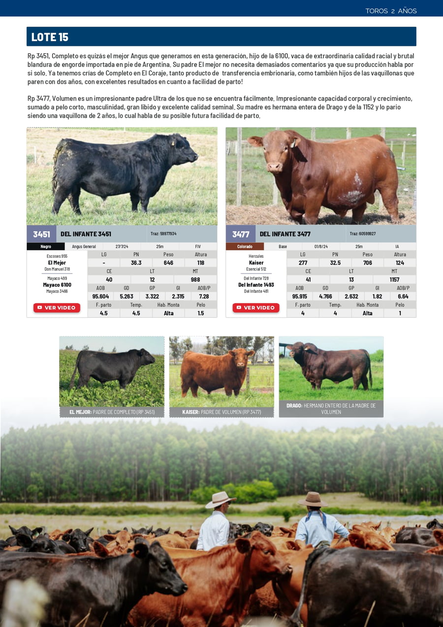 Lote Lote 15