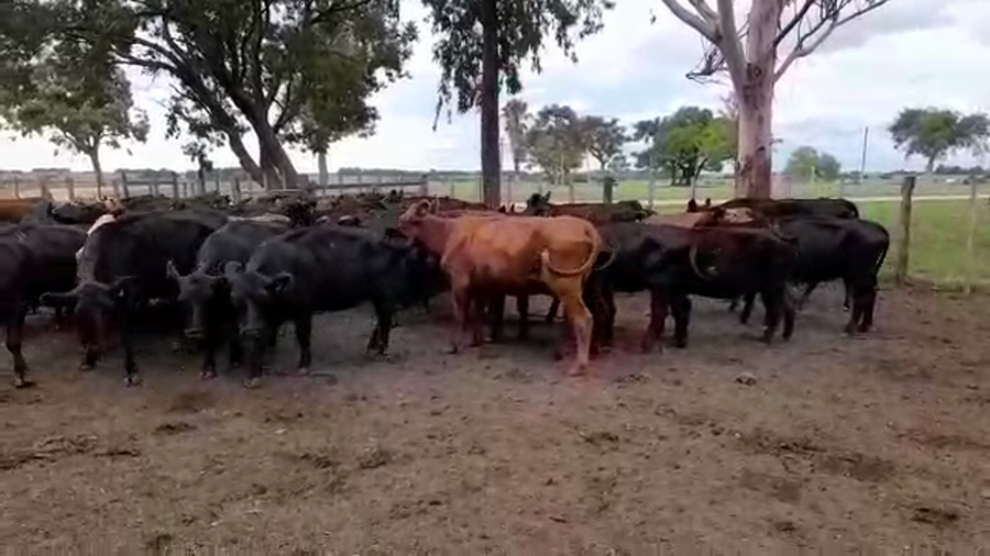 Lote VACAS DE INVERNADA