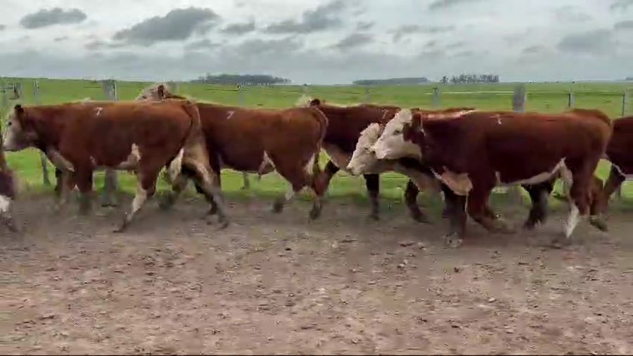 Lote 39 Novillos a remate en Dia del Toro 430kg -  en Guaviyu - Km 105 - Ruta 27 - 13 km al Norte por camino vecinal