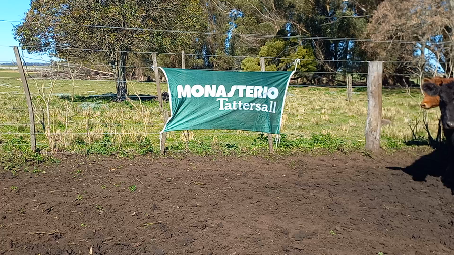 Lote 61 Terneras en Buenos Aires, San Cayetano