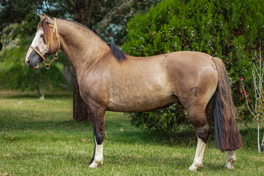 Lote Tobogan Sucesor