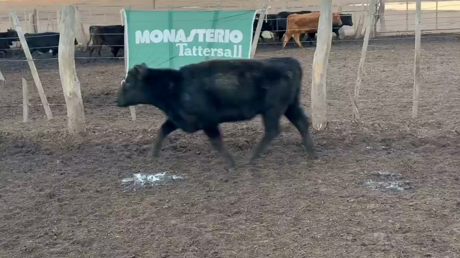Lote 90 Vaquillonas en La Pampa, Trenel