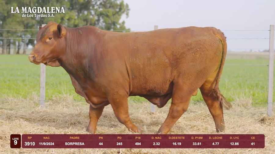 Lote Lote 9 - Brangus