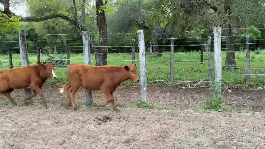 Lote 50 Terneros/as en Corrientes, San Cosme