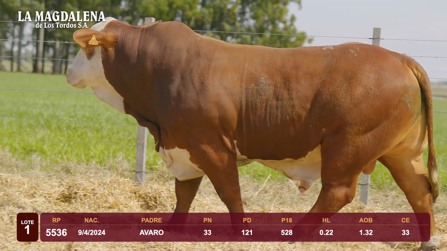 Lote Lote 1 - Braford