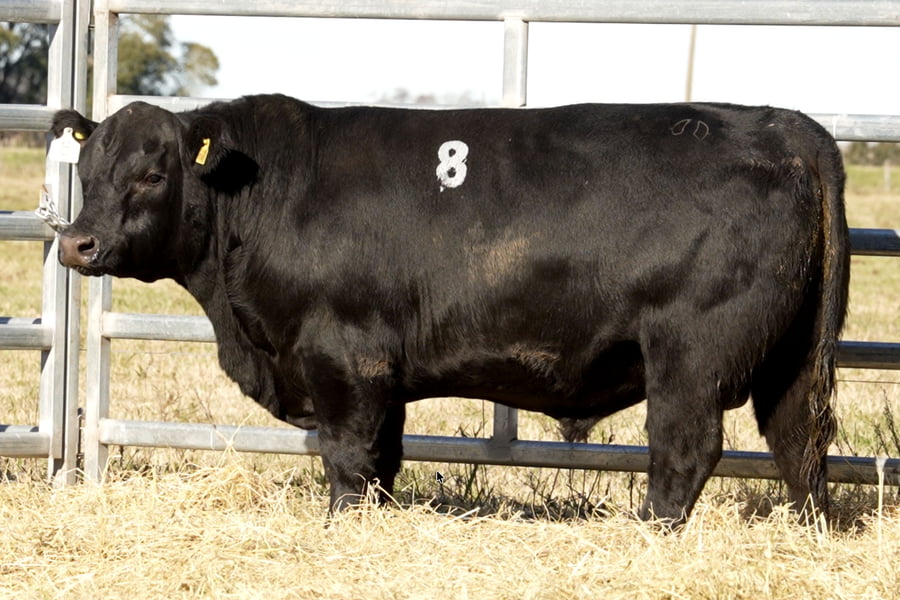 Lote TOROS ANGUS PUROS CONTROLADOS