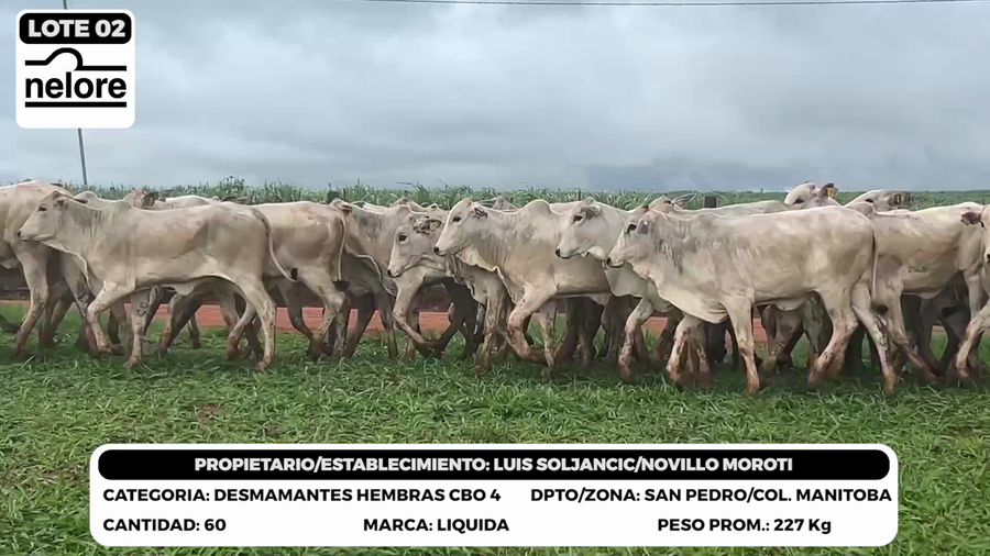 Lote LOTE 2