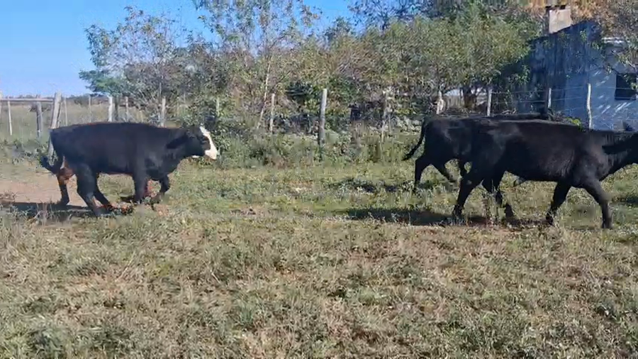 Lote 52 Novillitos y vaquillonas brangus y sus cruzas en Gdor. Crespo, Santa Fe