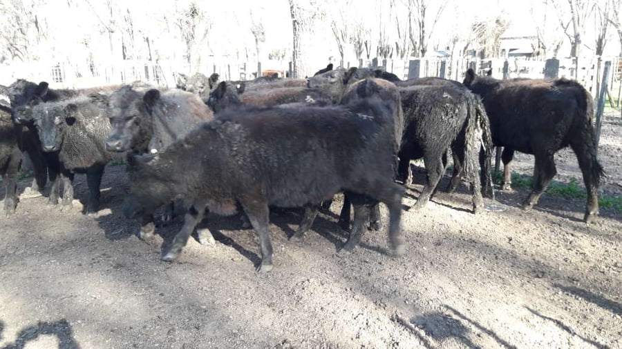 Lote 23 Terneras en Gral. Lamadrid, Buenos Aires