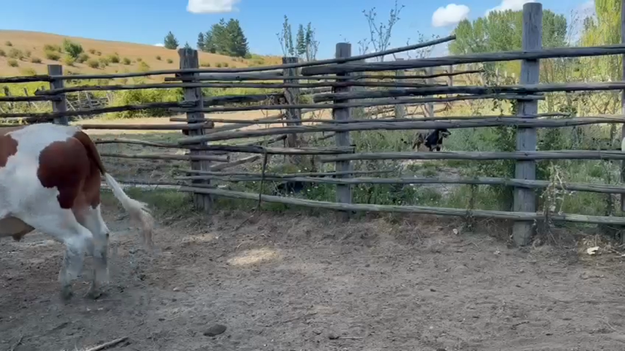 Lote 52 Novillo Engorda en Los Sauces, IX Región Araucanía