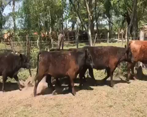 Lote 45 Vaquillonas en Brandsen, Buenos Aires