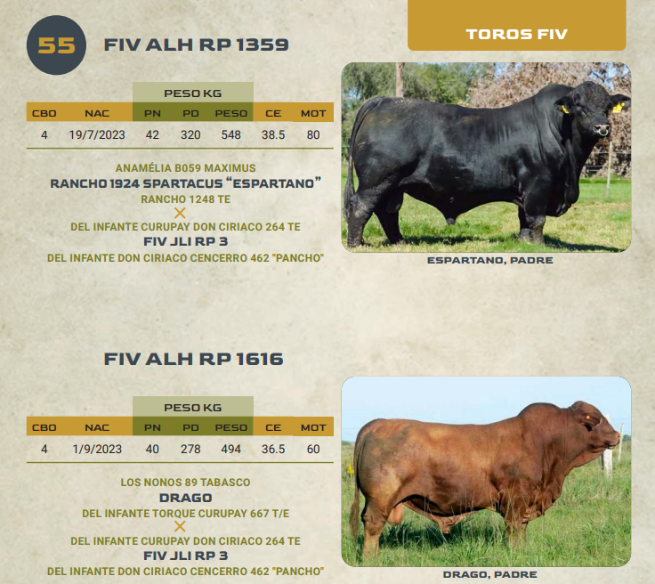Lote LOTE 55