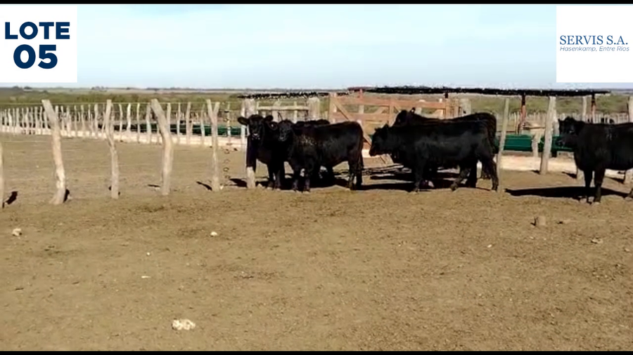 Lote Lote 5  - Servis SA: Vaquillas para entorar