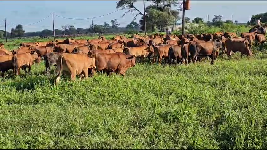 Lote 80 Novillitos en Subteniente Perín, Formosa