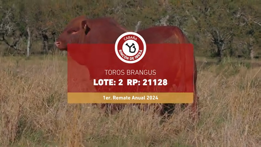 Lote RINCON IBERA 21128 DRAGO