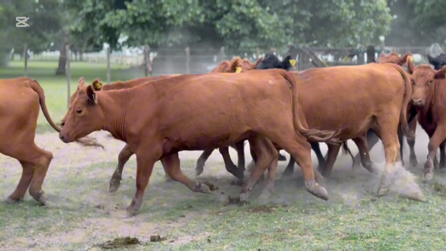Lote 12 Vaquillonas C/ gtia de preñez
