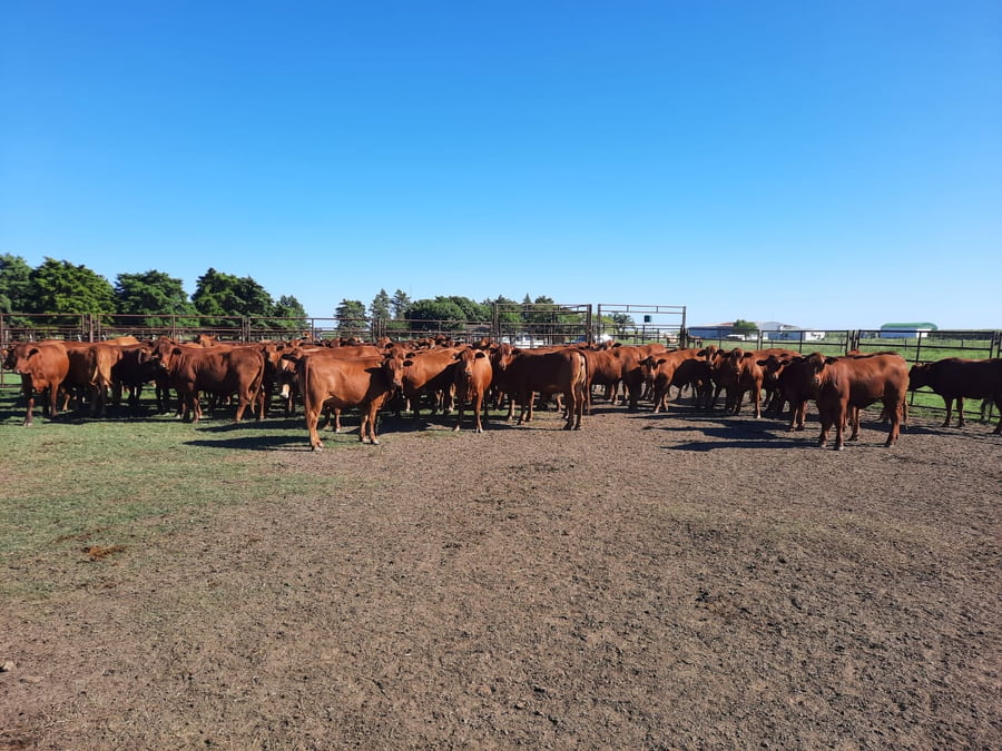 Lote SAENZ VALIENTE, BULLRICH Y Cia. S.A.