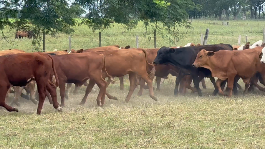 Lote 120 Terneros en Corrientes, Bella Vista