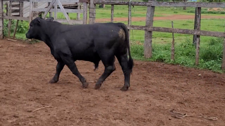 Lote Toros T. Brangus  Negro a remate en Remate de Reproductores, Asunción