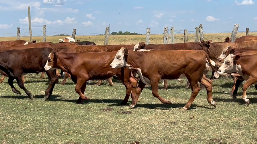 Lote 58 Terneros en Corrientes, Concepción