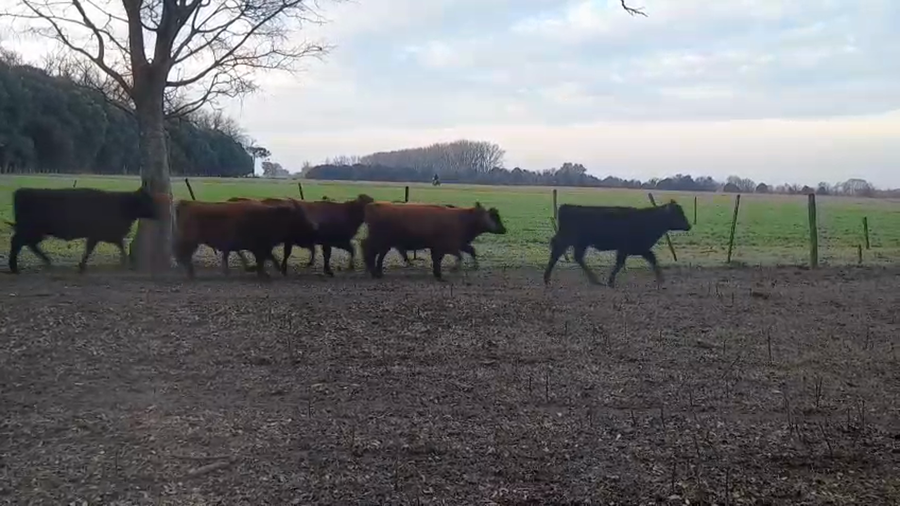 Lote 70 Terneras en Junin