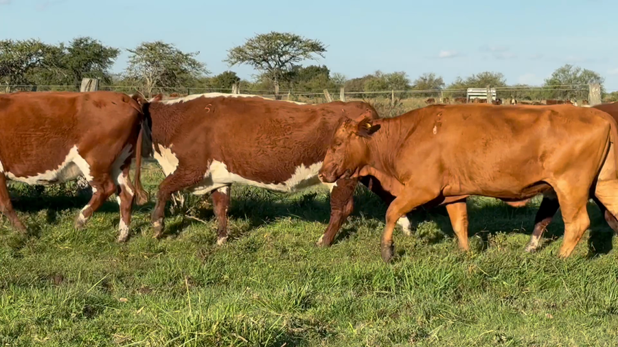 Lote 51 Vacas usadas preñadas