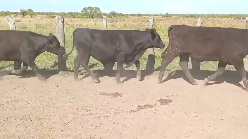 Lote 100 Novillos en Corrientes, Curuzu Cuatia