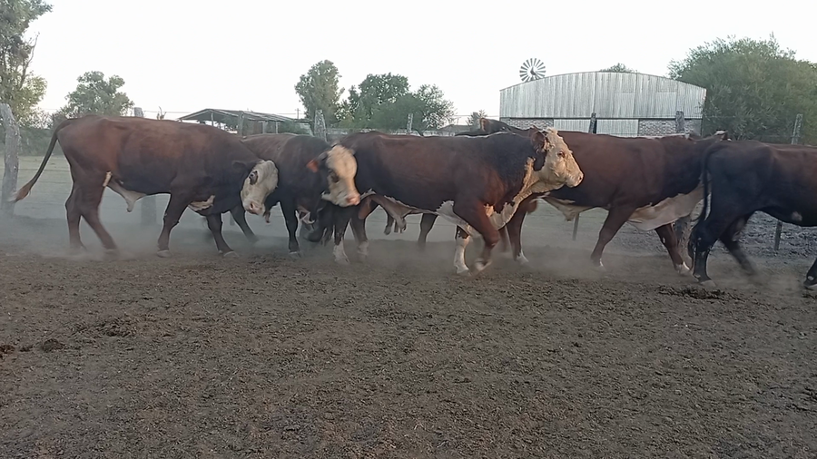 Lote 6 Faena en Entre Ríos, Conscripto Bernardi