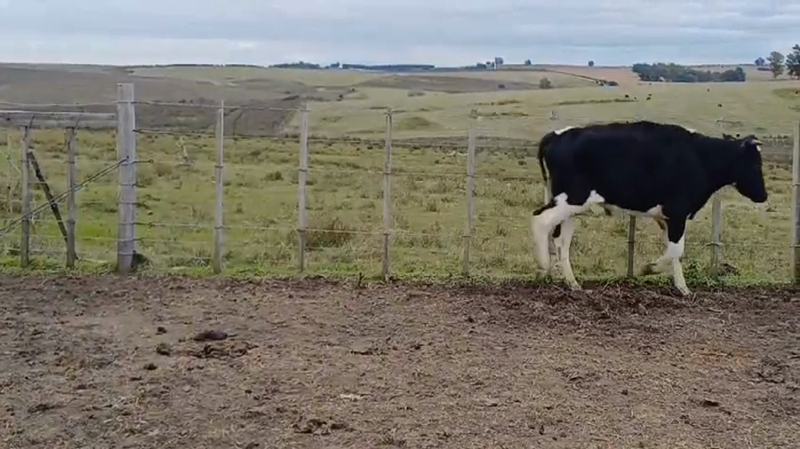 Lote 2 Novillos HO a remate en #45 Pantalla Carmelo  380kg -  en Sierras de Mahoma