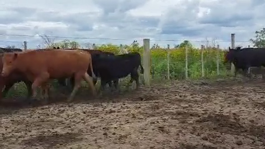 Lote 143 Vaquillonas en Entre Ríos, Victoria