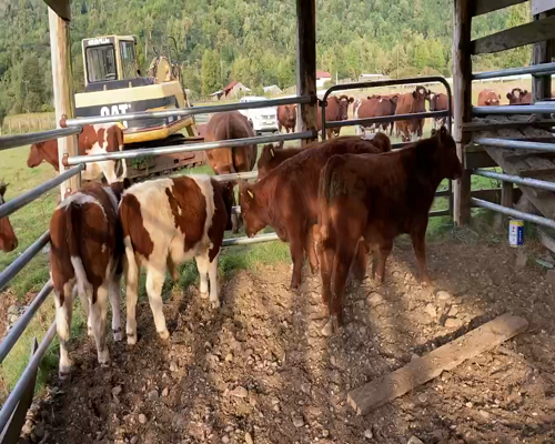 Lote 15 Ternero en Cisnes, XI Región Aysén