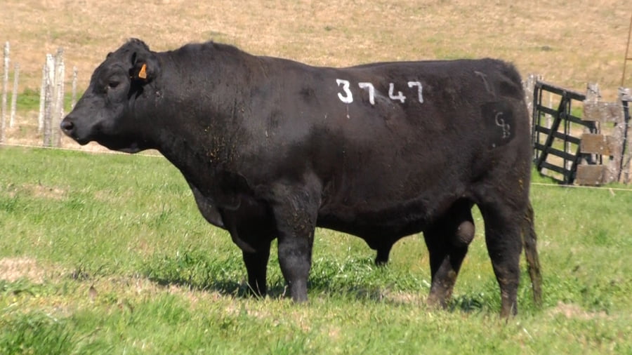 Lote (Vendido)Toros a remate en Ganadera Barracas S.A en Caraguata