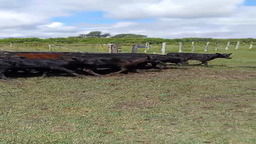 Lote 31 Terneros/as