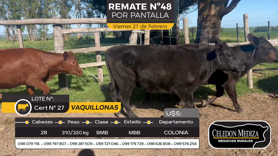 Lote 28 Vaquillonas  en Otra Localidad, Colonia