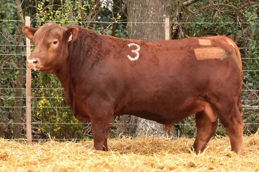 Lote TOROS ANGUS PC