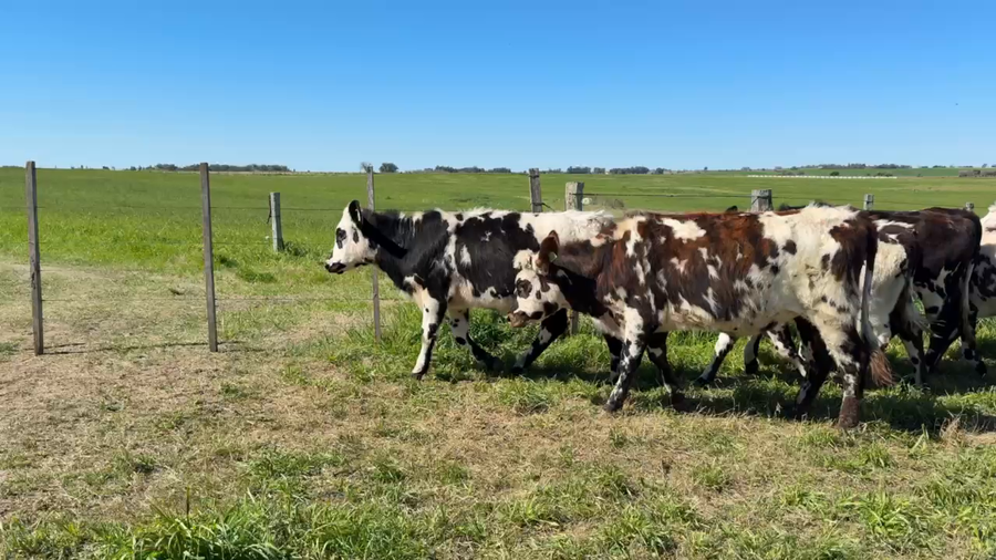 Lote VAQUILLONAS 1 a 2 AÑOS