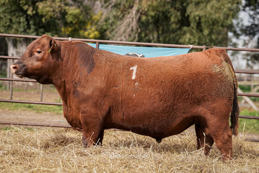 Lote TOROS ANGUS COLORADOS  PC