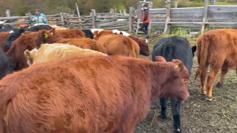 Lote 40 Ternera en Coyhaique, XI Región Aysén