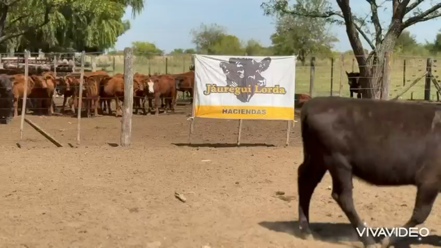 Lote 34 Terneras