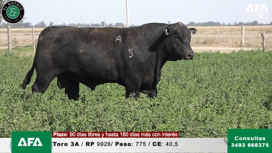 Lote """EL MATACO"" Toros"