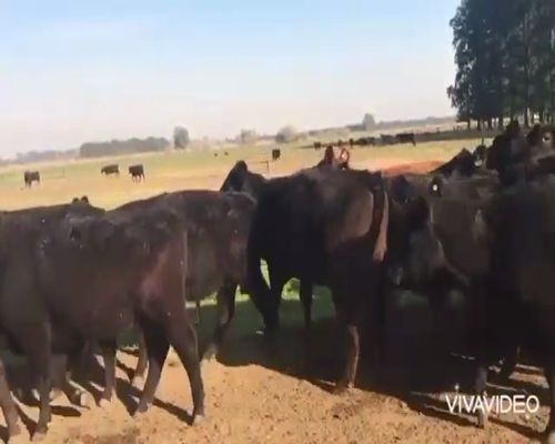 Lote 26 Vacas nuevas vacias en Brandsen, Buenos Aires